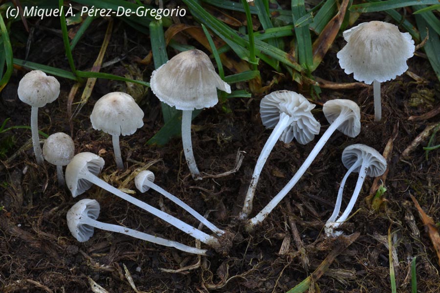 Hemimycena mairei