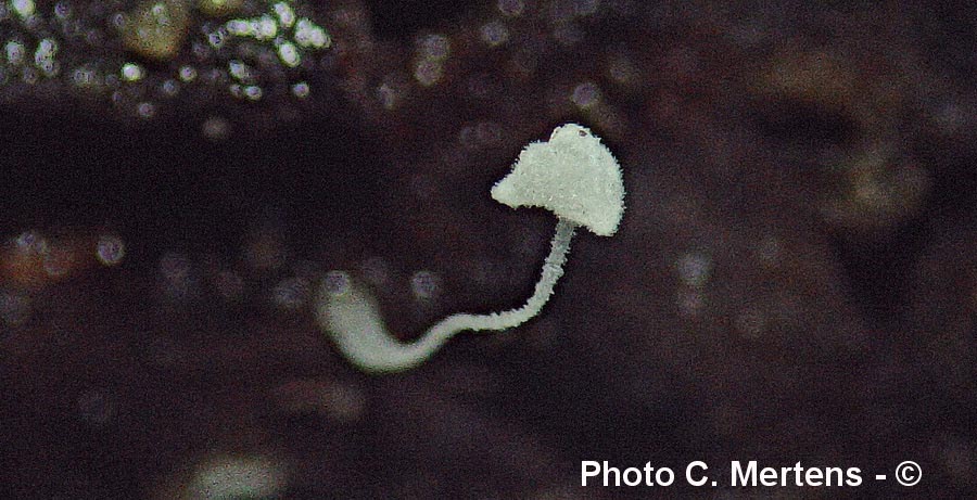 Hemimycena mauretanica var. mauretanica