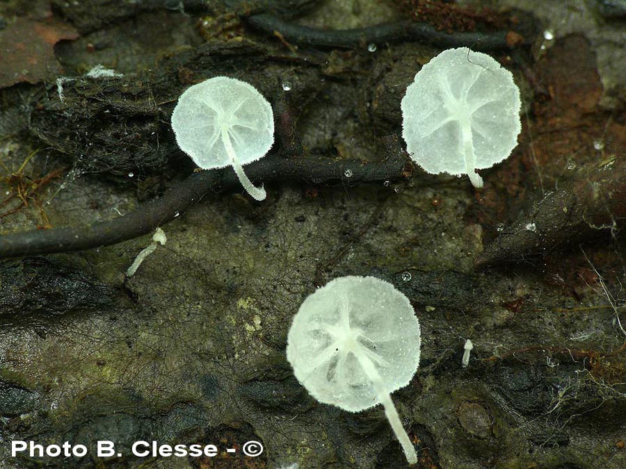 Hemimycena mauretanica var. apogama