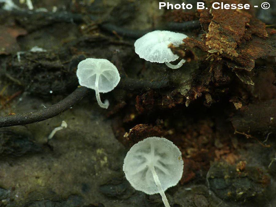 Hemimycena mauretanica var. apogama