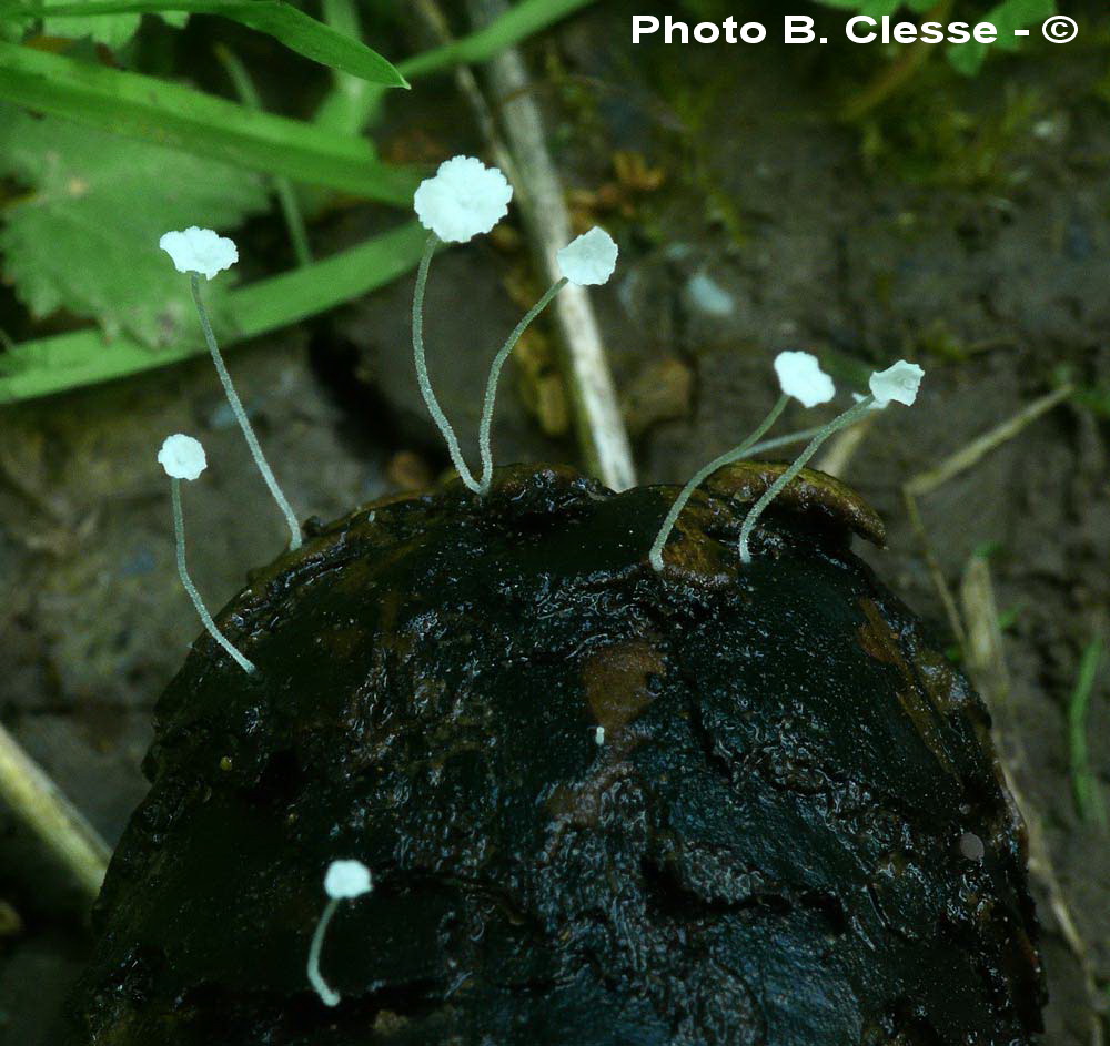 Hemimycena mauretanica var. microcephala