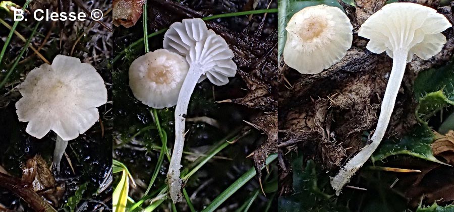 Hemimycena ochrogaleata