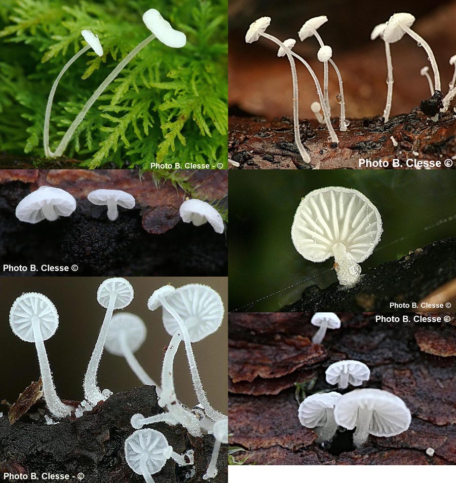 Hemimycena tortuosa