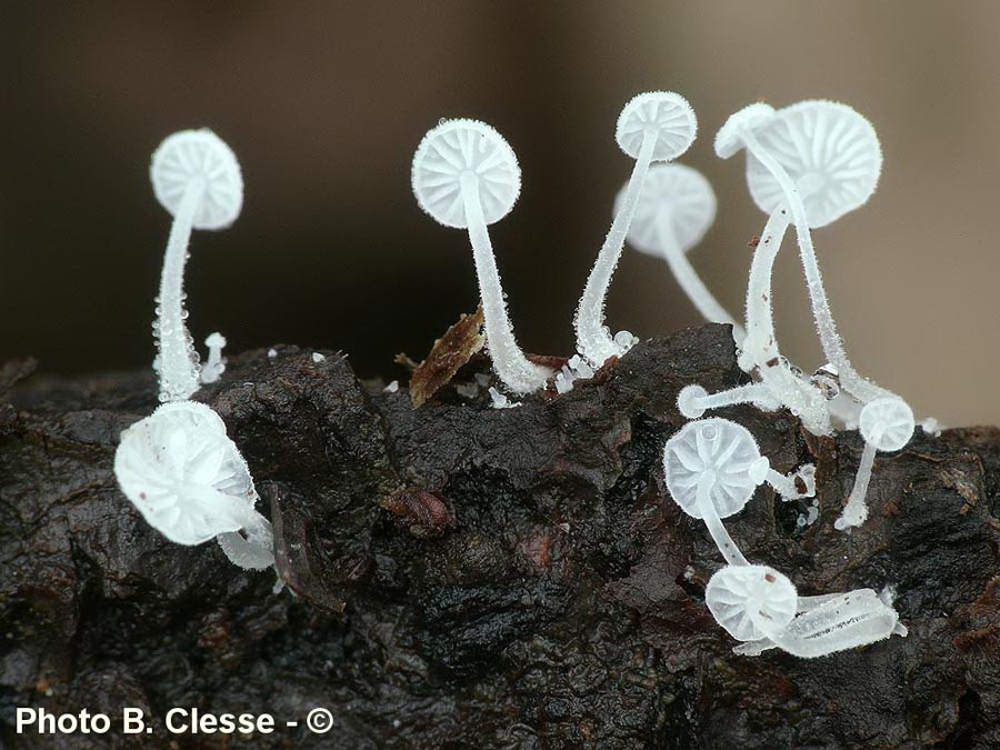 Hemimycena tortuosa