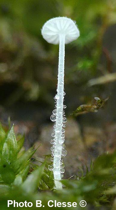 Hemimycena tortuosa