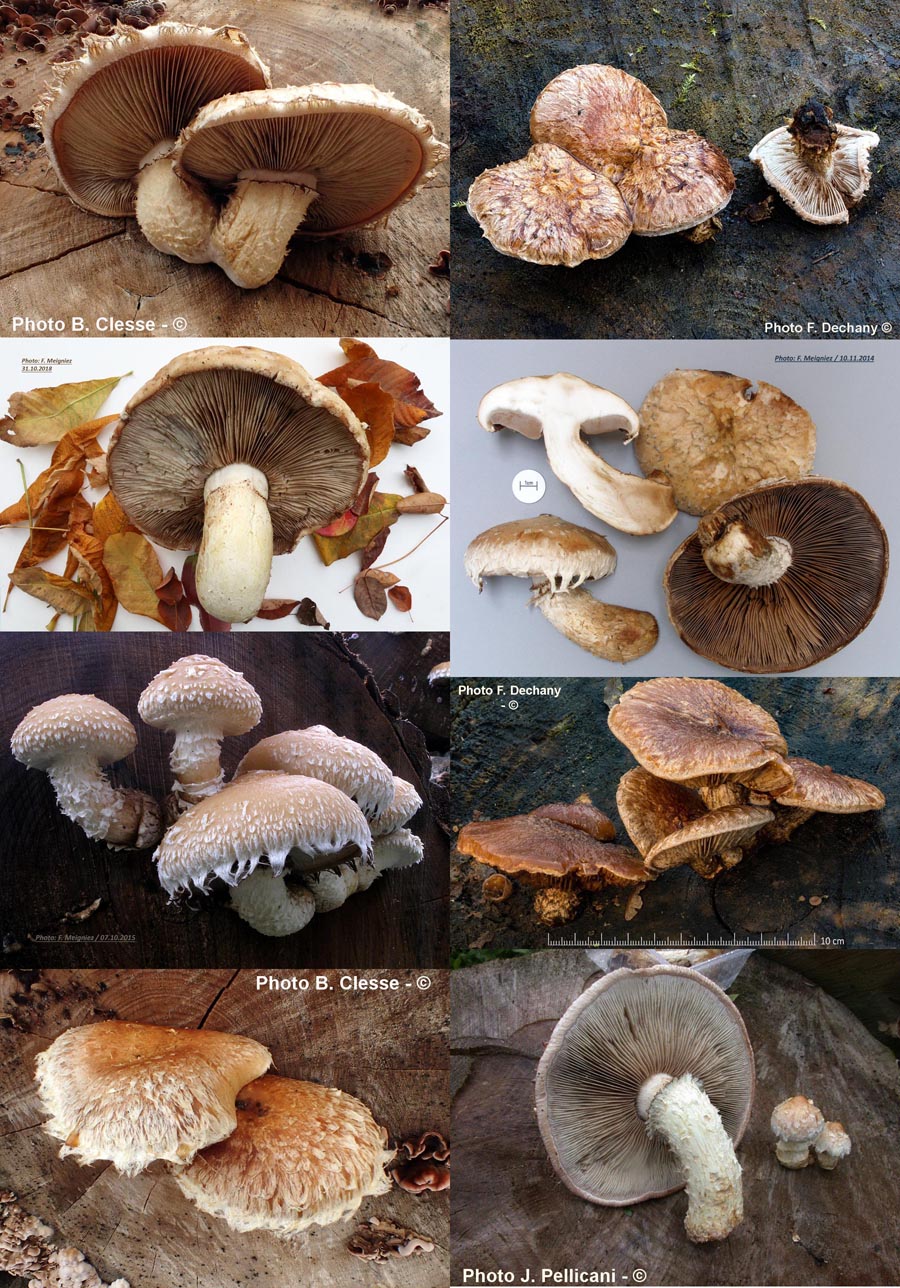 Hemipholiota populnea