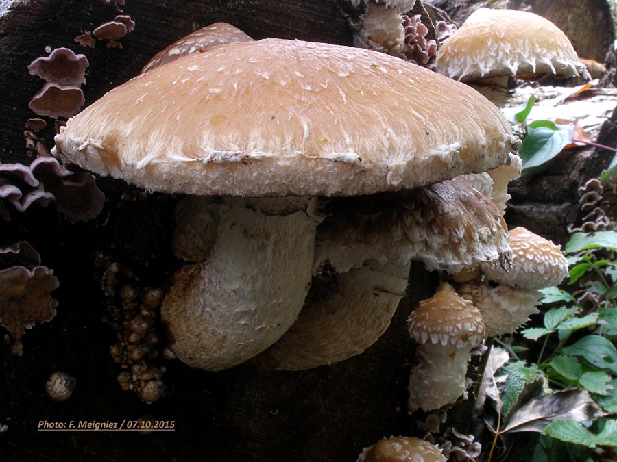 Hemipholiota populnea