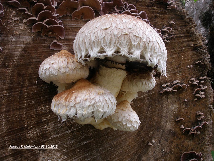 Hemipholiota populnea