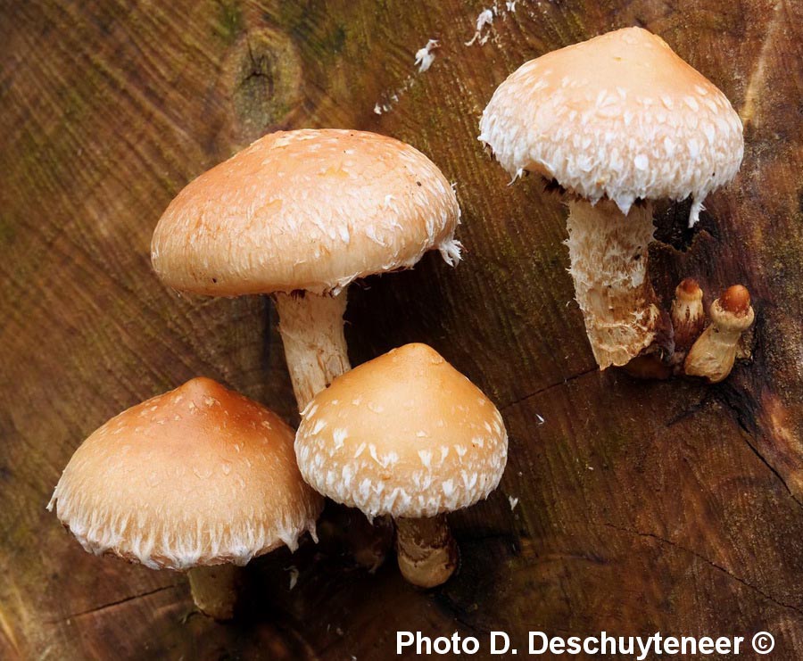 Hemipholiota populnea