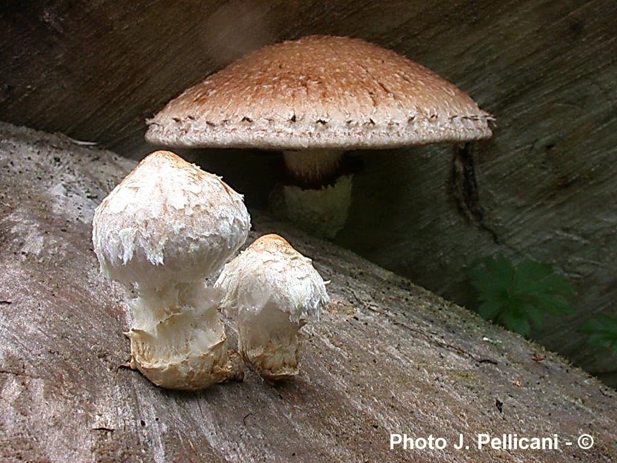 Hemipholiota populnea