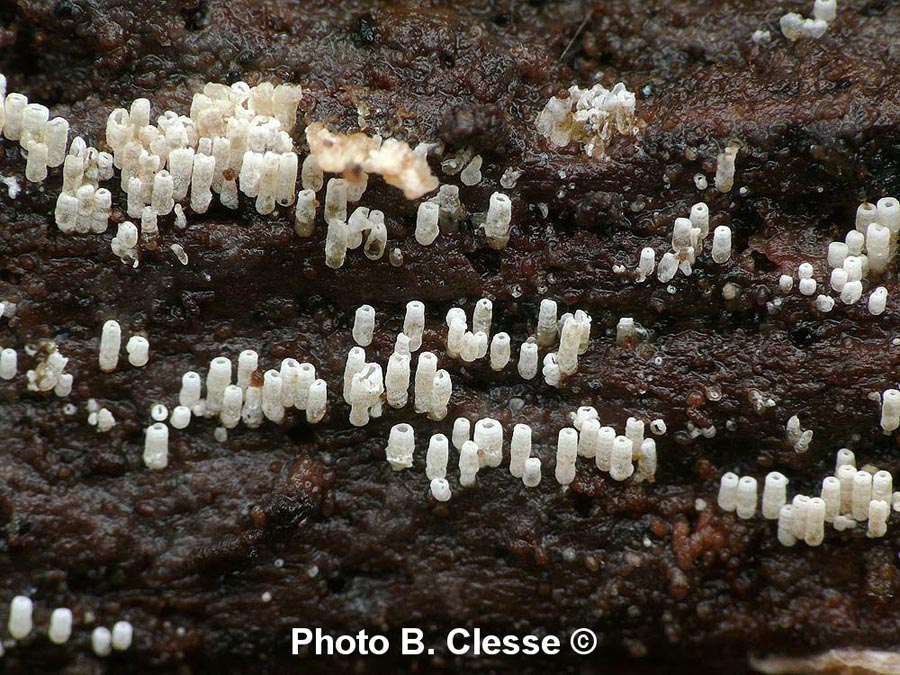 Henningsomyces candidus