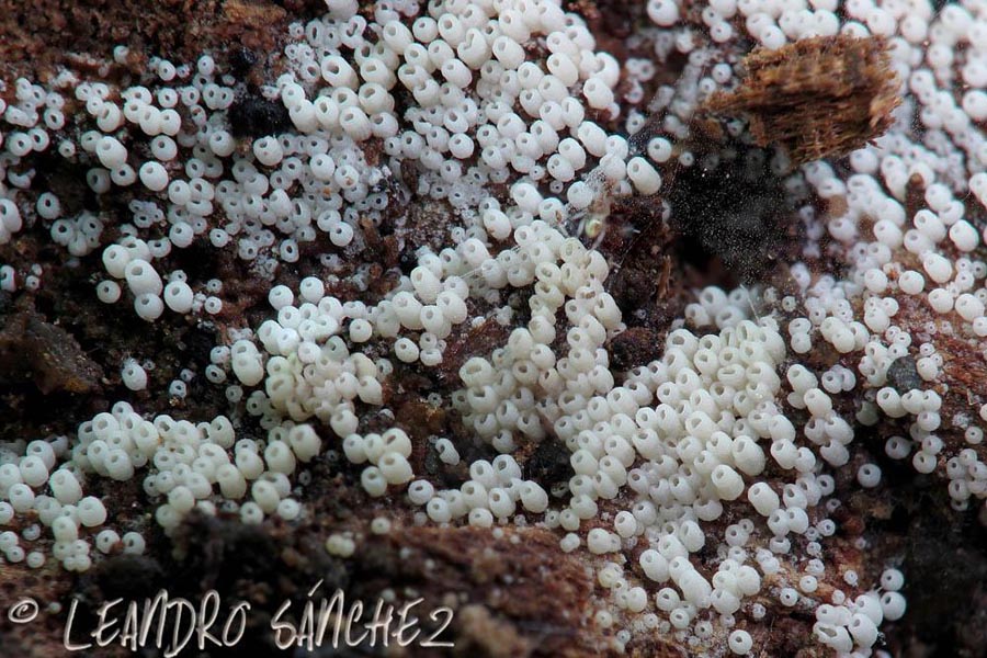 Henningsomyces candidus