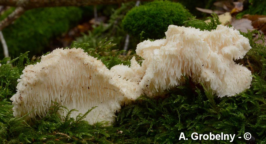 Hericium cirrhatum (Creolophus cirrhatus)