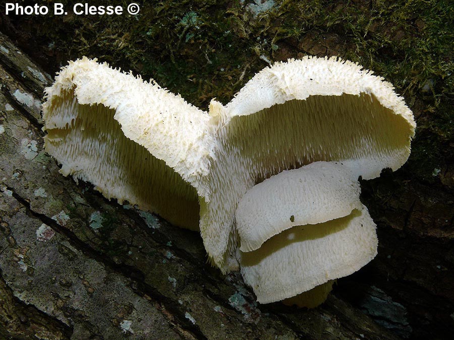 Hericium cirrhatum