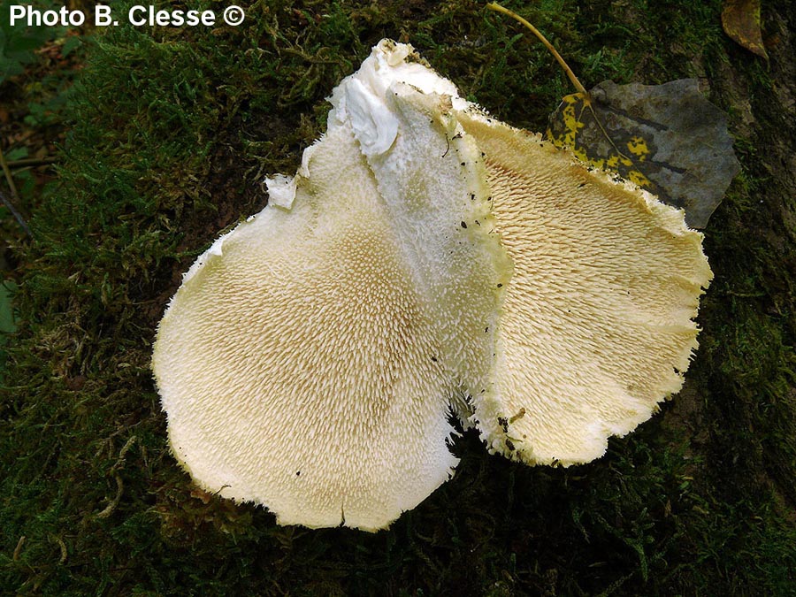 Hericium cirrhatum