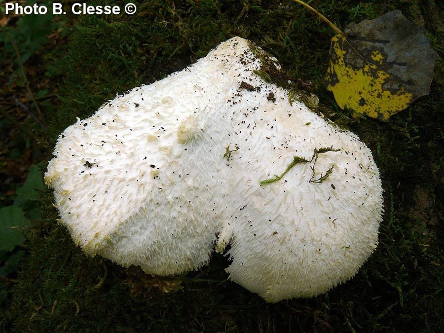 Hericium cirrhatum