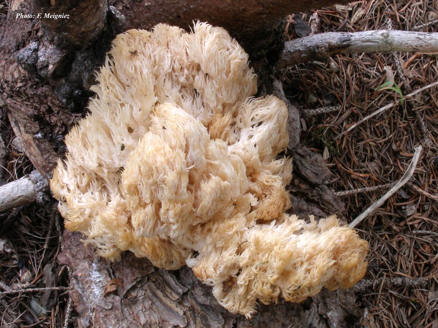 Hericium coralloides