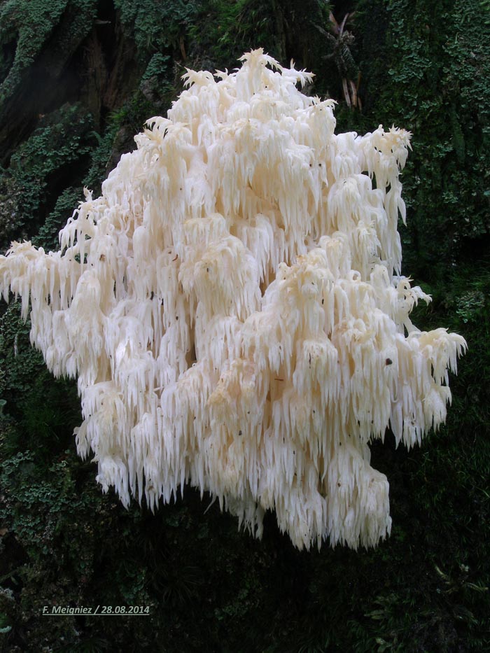 Hericium coralloides