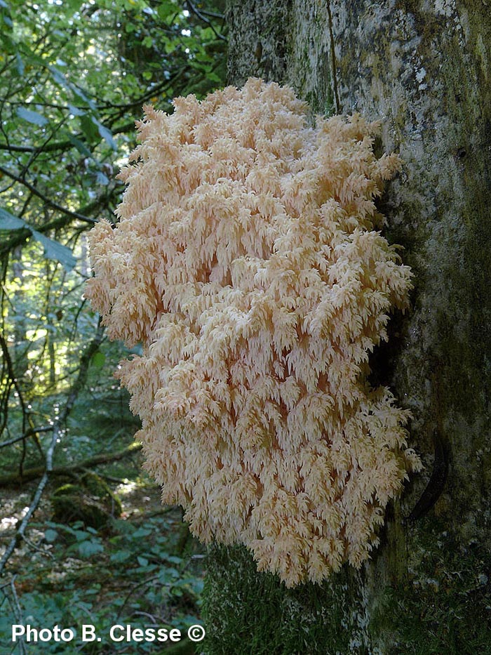 Hericium flagellum