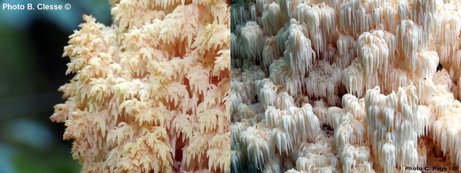 Hericium flagellum