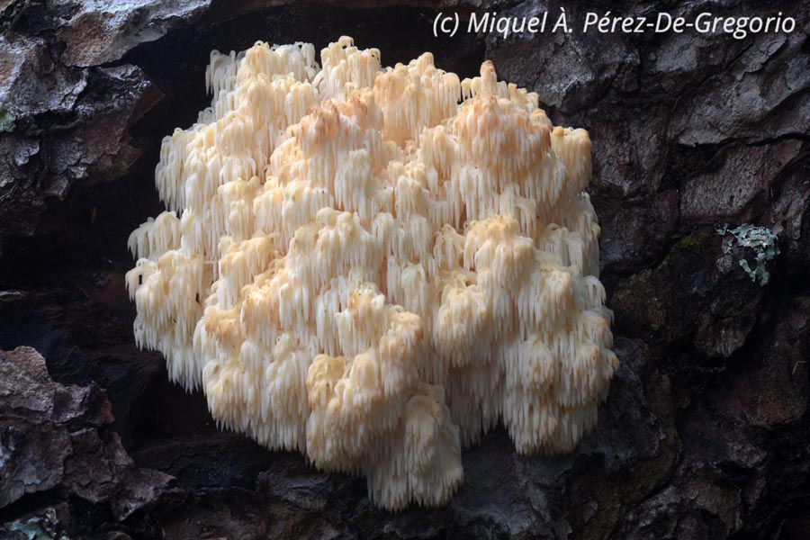 Hericium flagellum