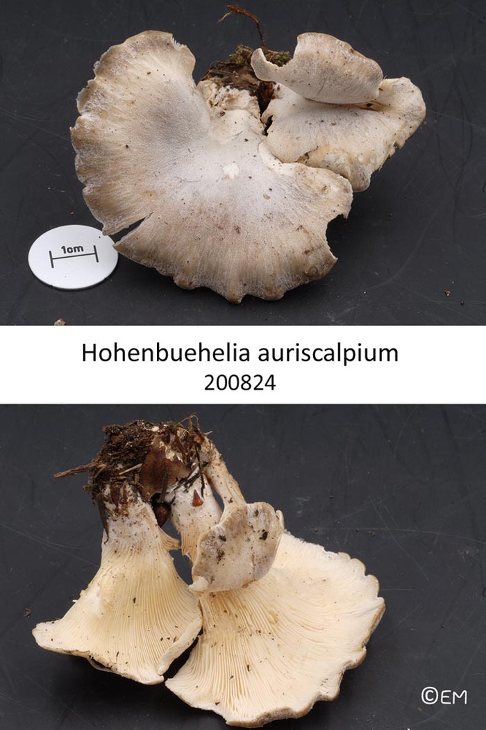 Hohenbuehelia auriscalpium