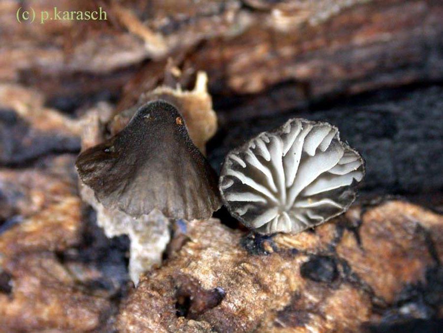 Hohenbuehelia chevalieri