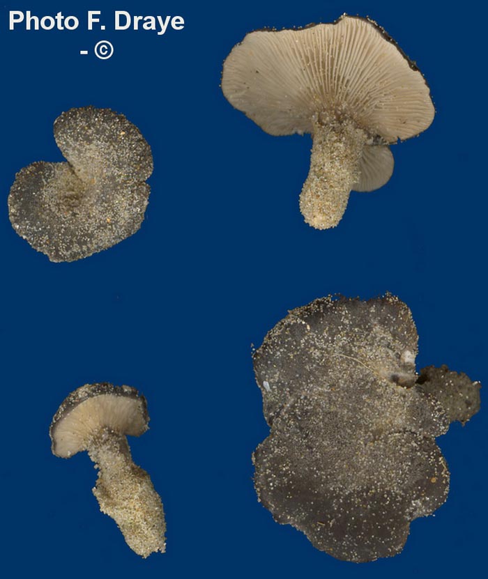 Hohenbuehelia culmicola