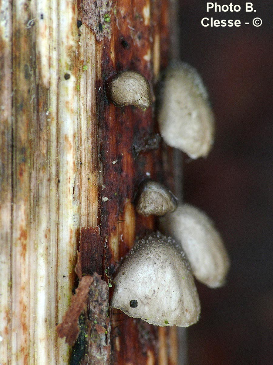 Hohenbuehelia cyphelliformis