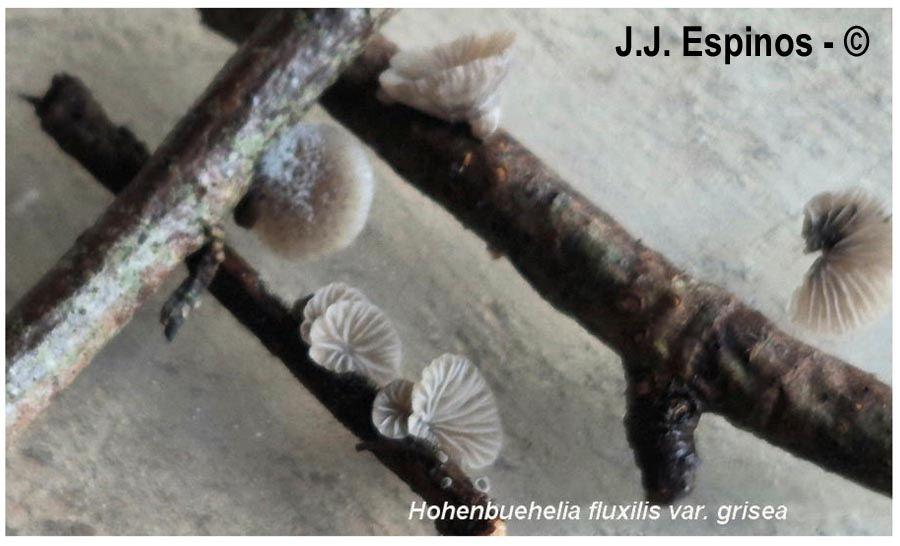 Hohenbuehelia fluxilis var. grisea (Hohenbuehelia grisea)