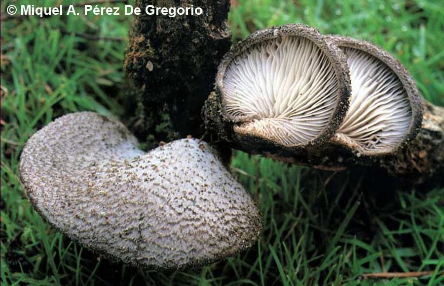 Hohenbuehelia mastrucata