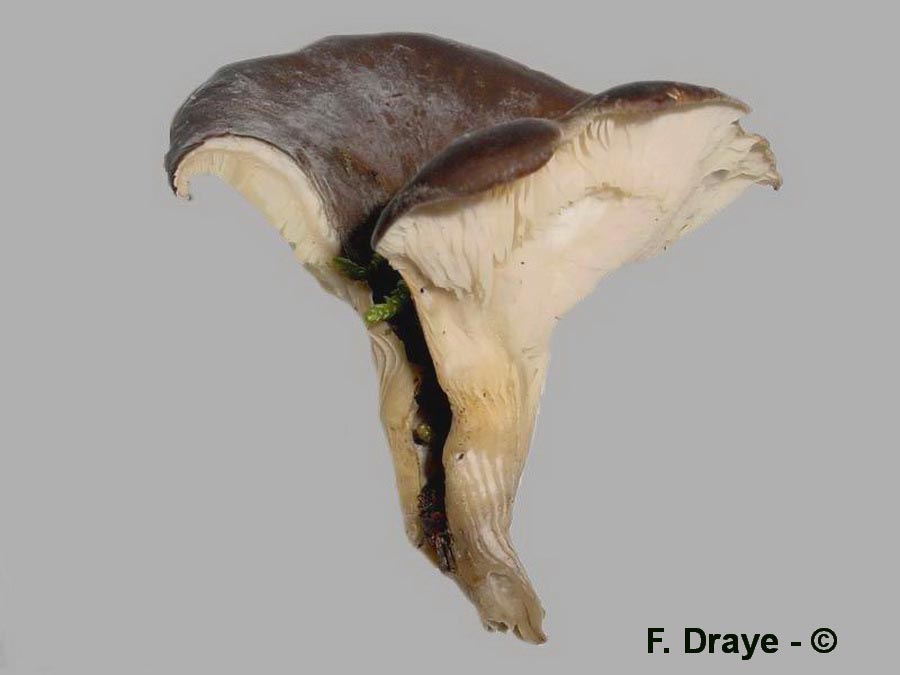 Hohenbuehelia rickenii