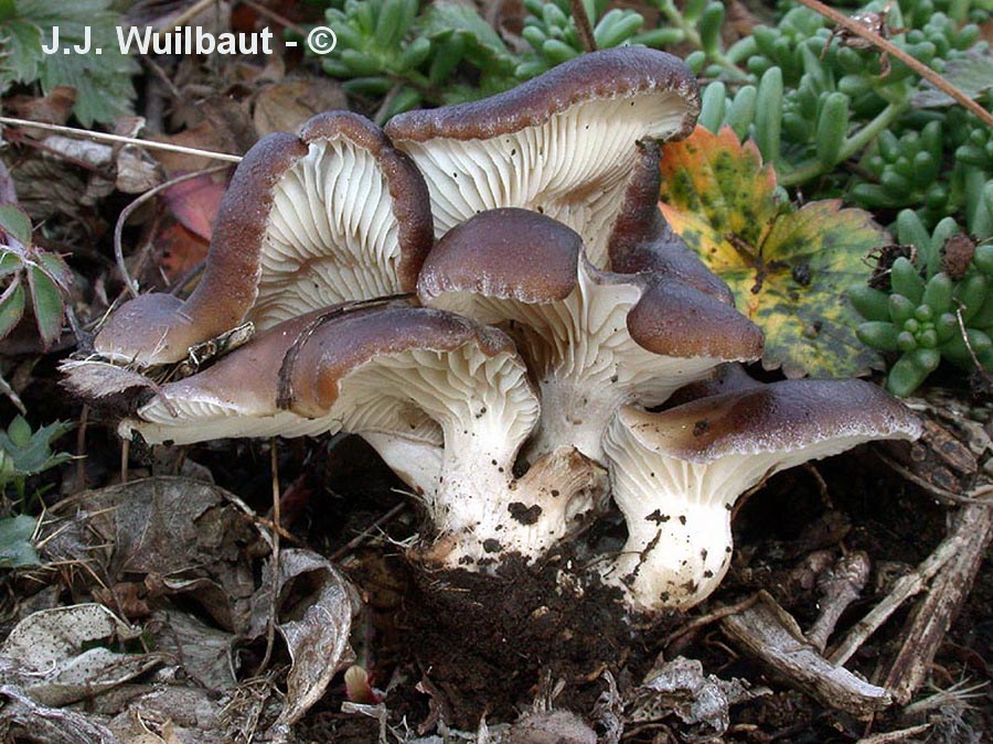Hohenbuehelia rickenii