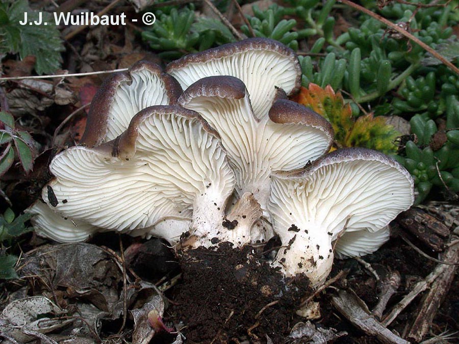 Hohenbuehelia rickenii