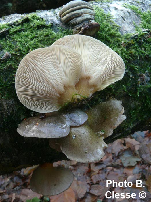 Sarcomyxa serotina (Panellus serotinus, Hohenbuehelia serotina)