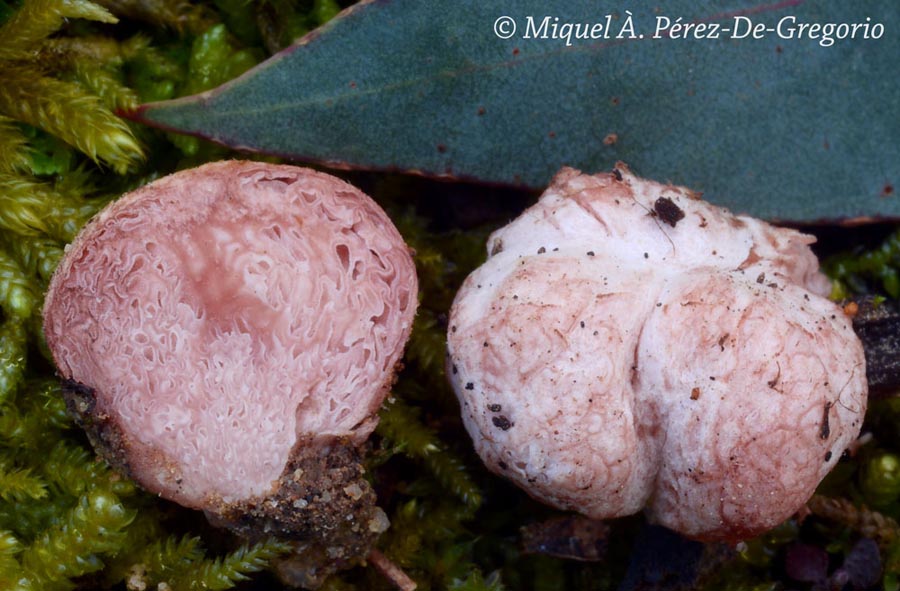 Hydnangium carneum