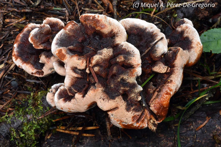 Hydnellum ferrugineum