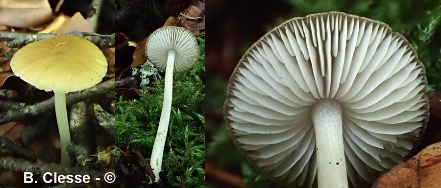 Hydropodia subalpina (Mycena subalpina)