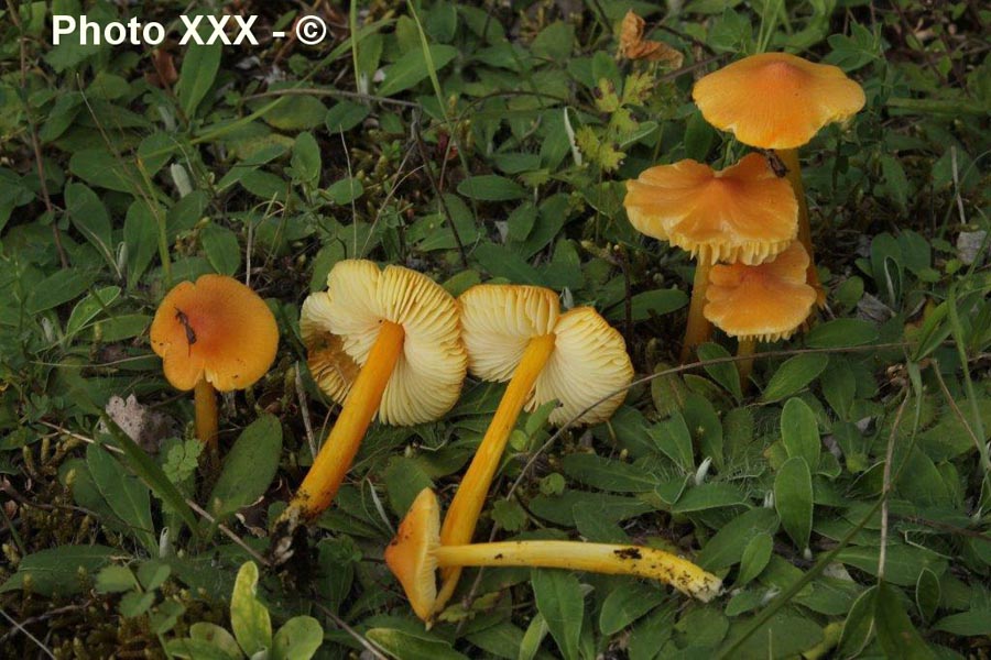 Hygrocybe acutoconica