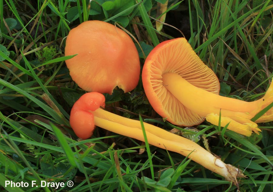 Hygrocybe aurantiosplendens