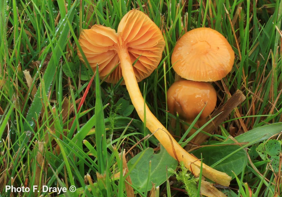 Hygrocybe aurantioviscida