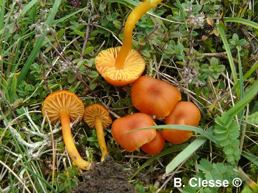 Hygrocybe calciphila