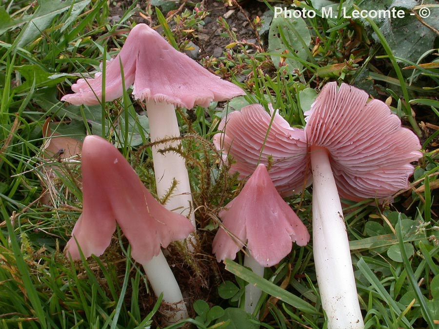 Hygrocybe calyptriformis