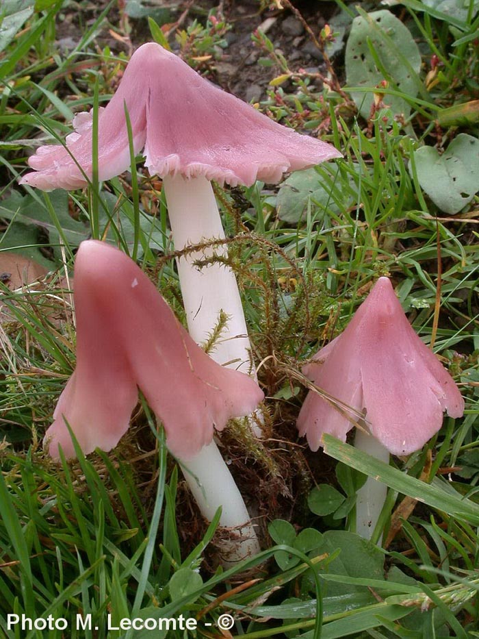 Hygrocybe calyptriformis