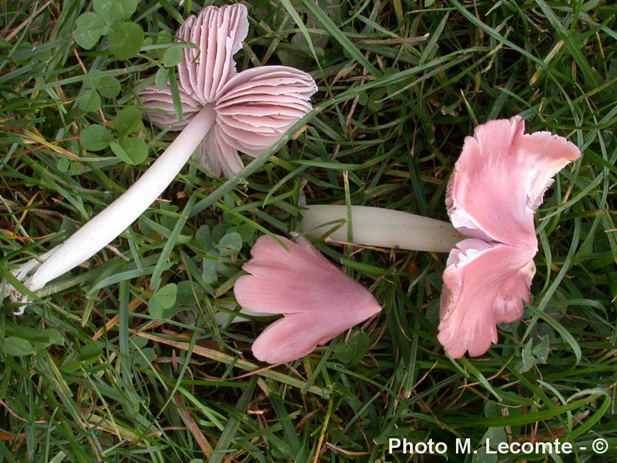 Hygrocybe calyptriformis