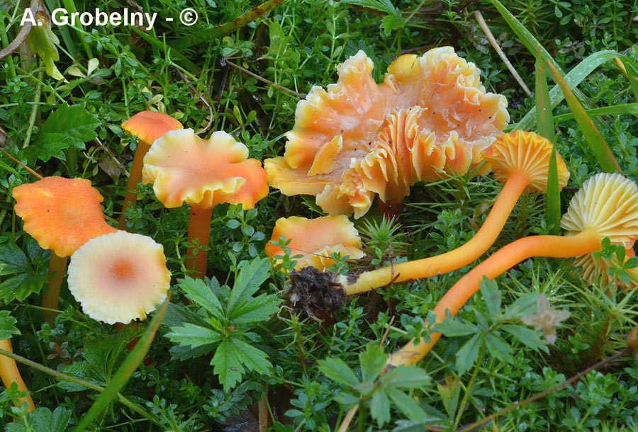 Hygrocybe cantharellus