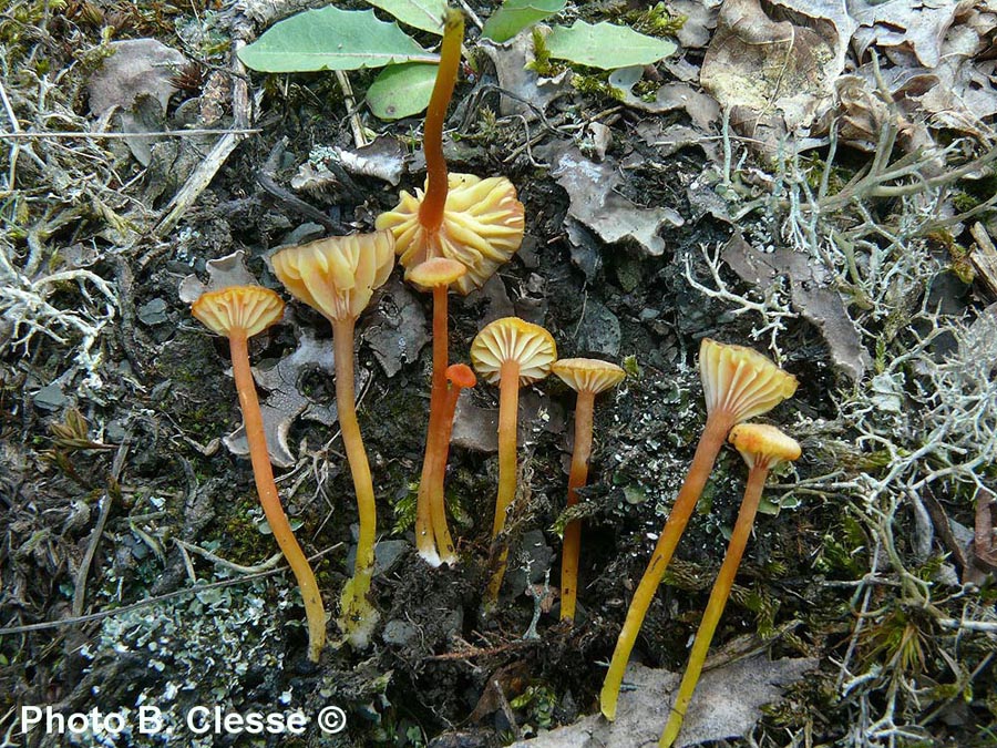 Hygrocybe cantharellus