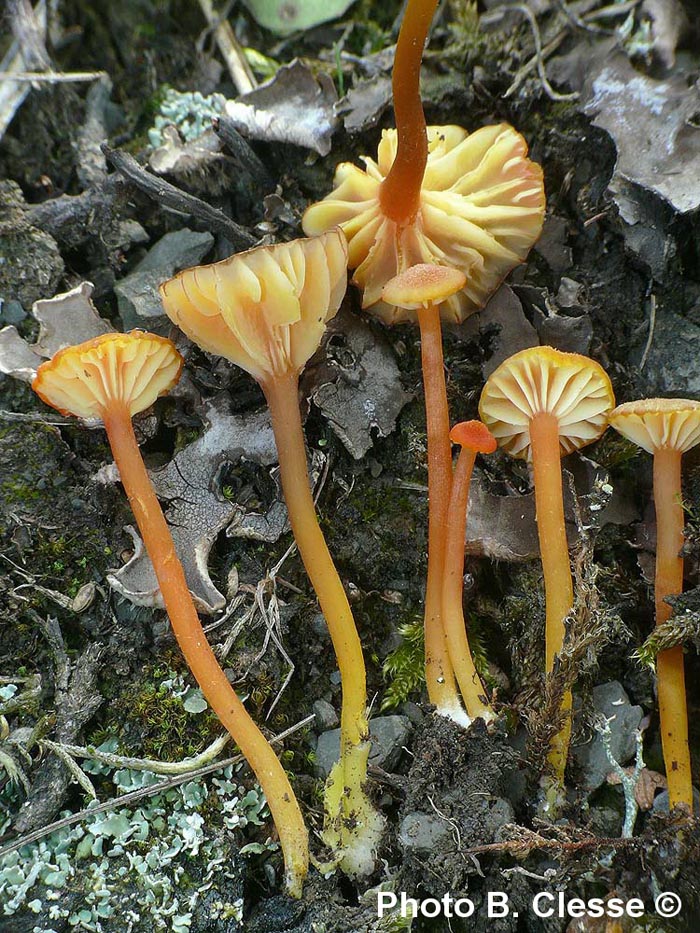 Hygrocybe cantharellus