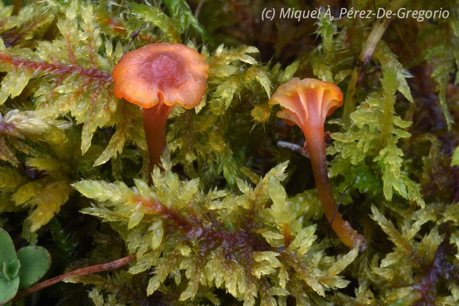 Hygrocybe cantharellus