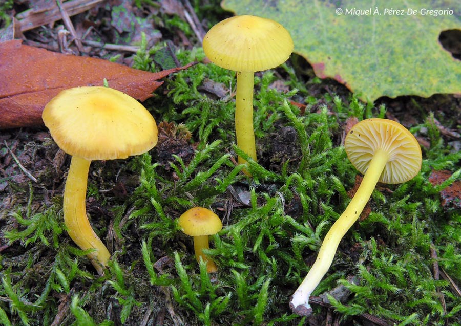 Hygrocybe ceracea var. vitellinoides